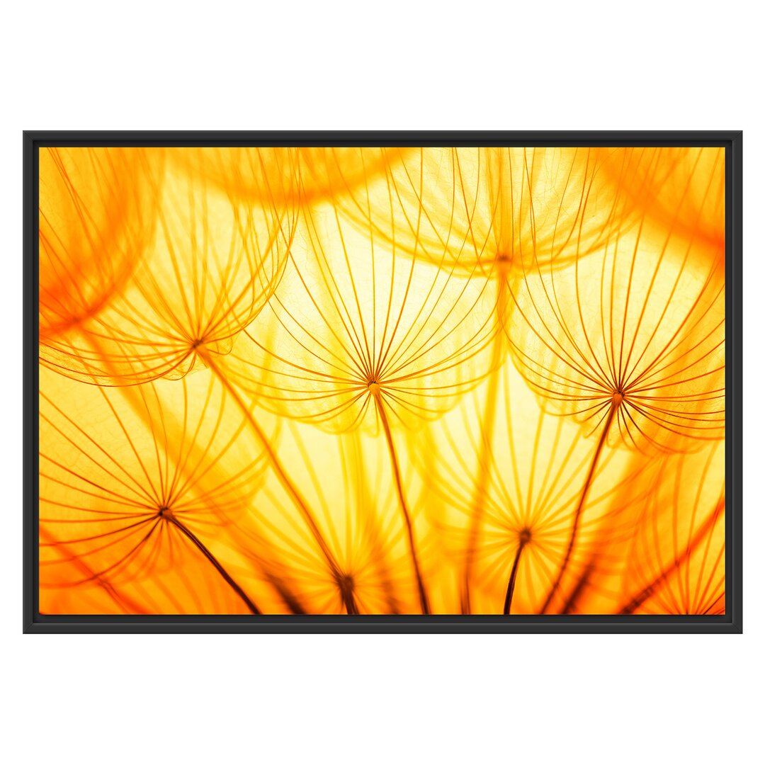 Gerahmtes Wandbild Pusteblumen oranges Licht