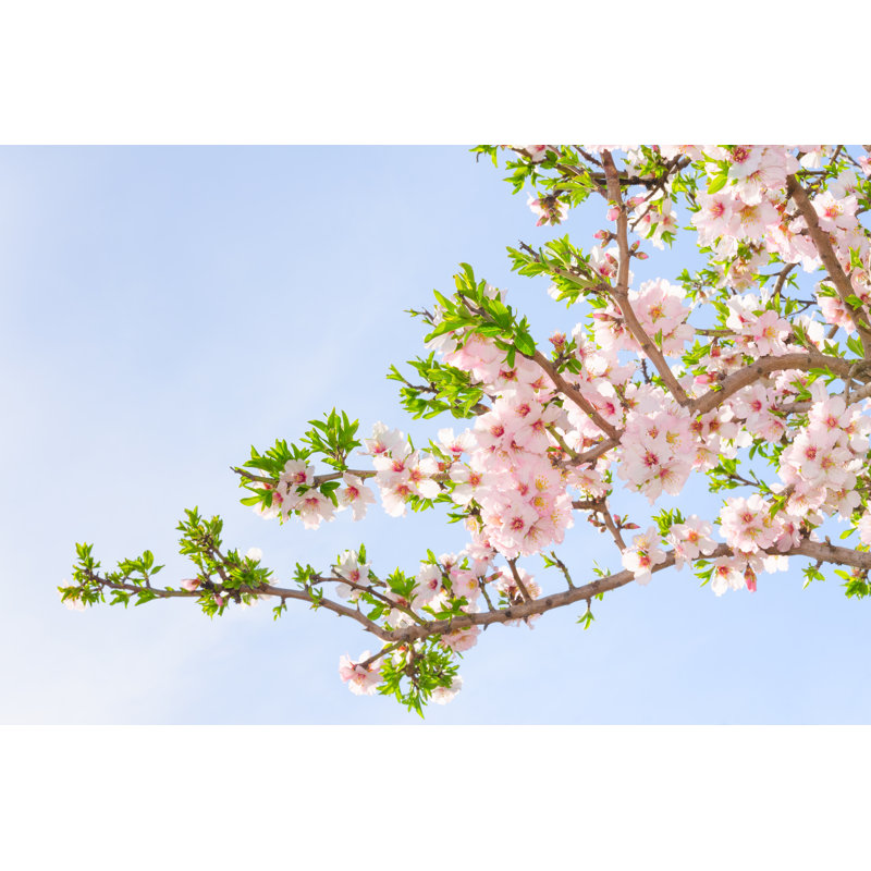 Branch Of Pink Spring Blossom Cherry Tree by Servickuz - Wrapped Canvas Print, 60.96cm H x 91.44cm W