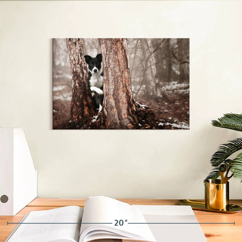 Border collie Brampt, H 8 po x l 12 po