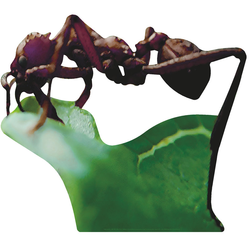 Giant Ant on Leaf Cardboard Standup