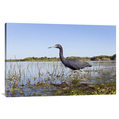 " Little Blue Heron Wading, Everglades National Park, Florida "