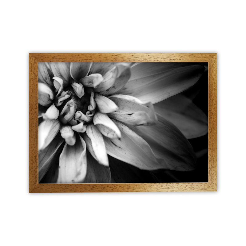 Flower Petals I by Victoria Frost - Print, 34cm H x 46cm W x 3cm D, Oak Framed