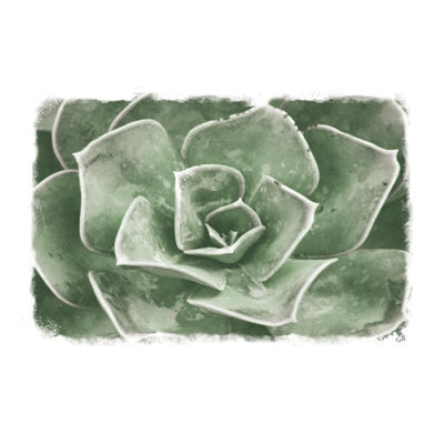 Soft Sage Succulent - Wrapped Canvas Painting