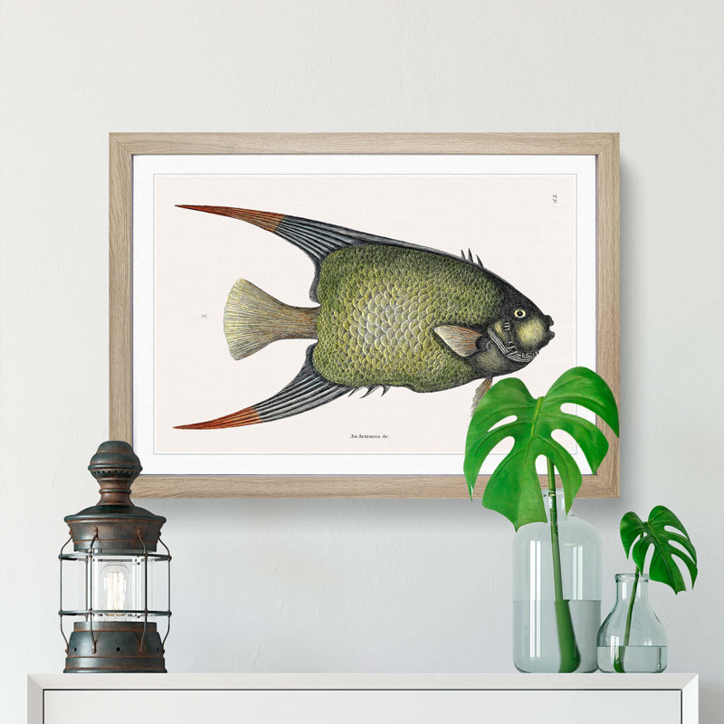 Angel Fish by Mark Catesby - Single Picture Frame Painting, 45cm H x 63cm W x 2cm D, Oak Framed