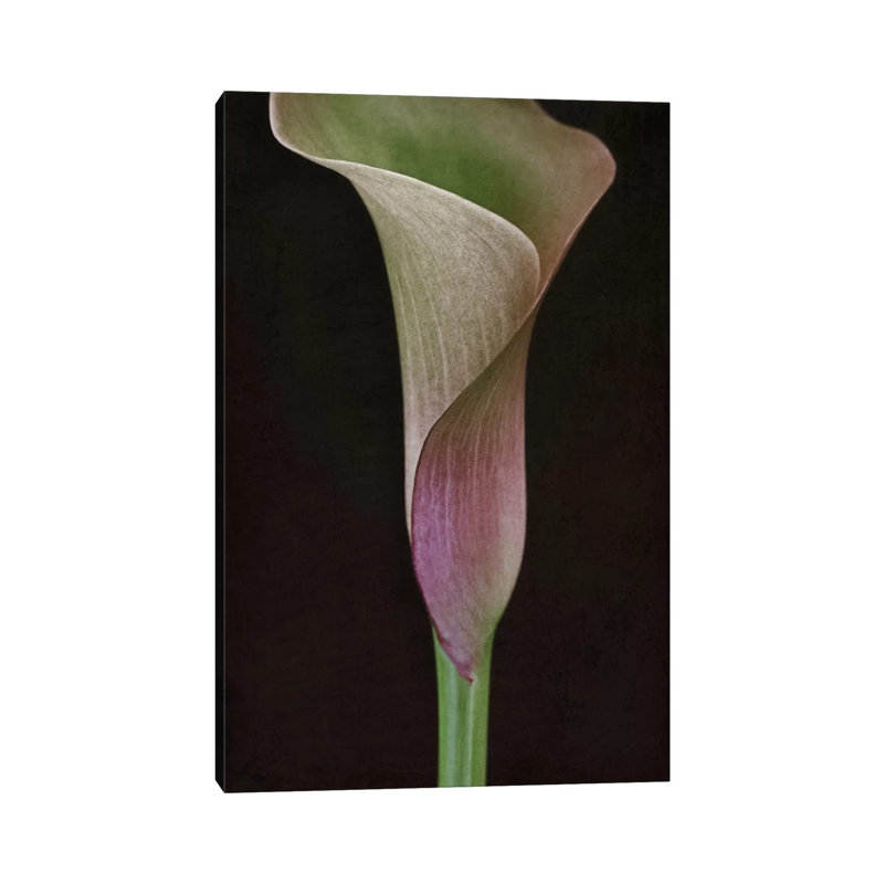Calla Lily I by Alyson Fennell - Wrapped Canvas Print, 20.32 cm H x 30.48 cm W