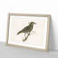 Starling by Von Wright - Framed Print-55615834-55615836
