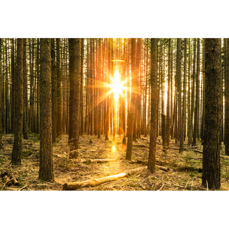 Vallombrosa Forest by TommasoT - No Frame Print on Canvas, 81cm H x 122cm W