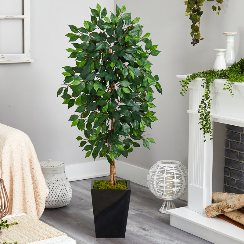 Faux Ficus Tree in Clay Planter, Black, 60" H x 21" W x 19" D