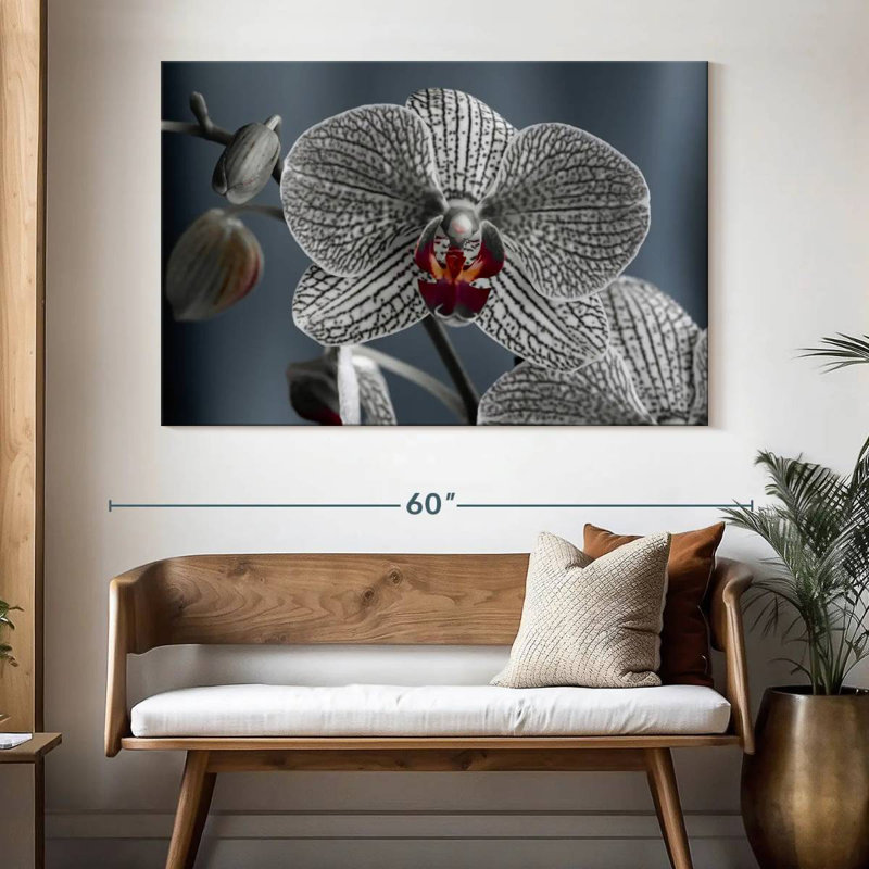 Orchidée blanche striée, H 34 po x l 51 po