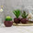 7'' Faux Succulent in Ceramic Pot