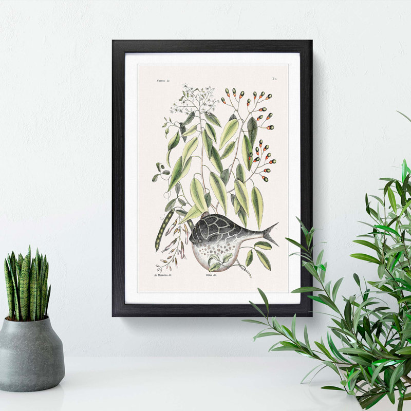 Globe Fish by Mark Catesby - Picture Frame Painting Print, 65cm H x 48cm W x 2cm D, Black Framed