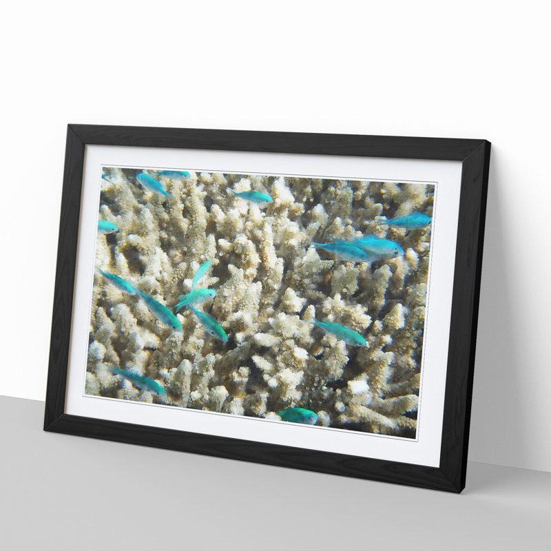 Coral Reef and Blue Fish - Picture Frame Graphic Art, 27cm H x 36cm W x 2cm D, Black Framed