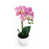 Lavande rose / vert