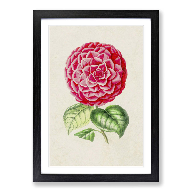 Bright Pink Camellia Flower Illustration - Picture Frame Painting Print, 48cm H x 36cm W x 2cm D, Black Framed