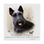 « gaélique terrier », reproduction d’impression sur toile tendue-26859367