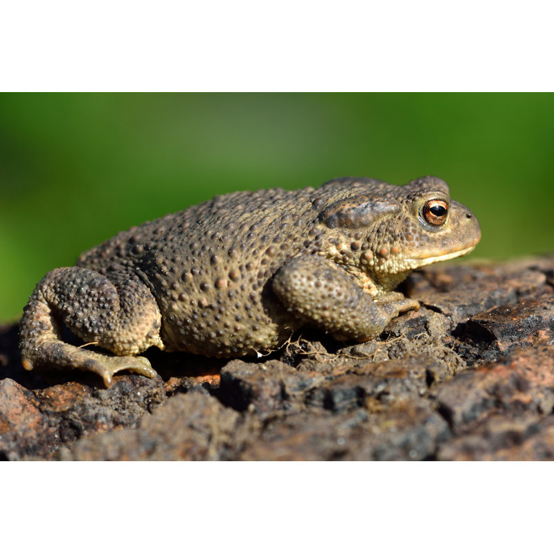 Common Toad by Ian_Redding - Wrapped Canvas Print, 61cm H x 91cm W