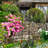 Dulaney 2 Pack Large Garden Trellis for Climbing Plants 75’’ x 31’’Heavy Duty Rustproof Trellis