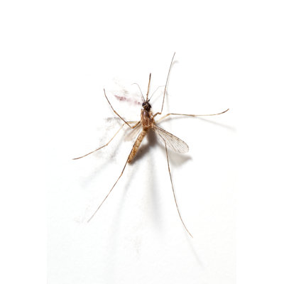 Squashed Mosquito by Opla