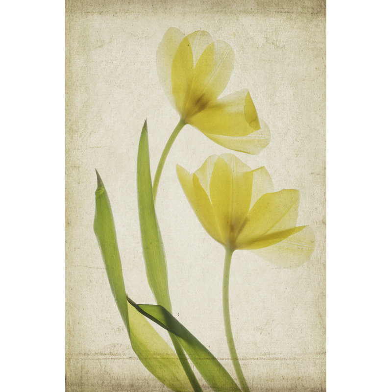 Parchment Flowers IV - Wrapped Canvas Print, 46cm H x 30cm W x 3.8cm D