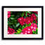 Mountain Laurel_Maine Print by Tom Kostes-398263683