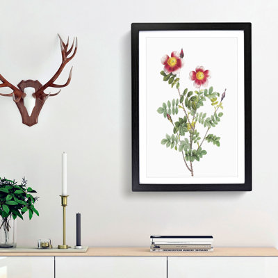 A Burnet Rose In Pink by Pierre-Joseph Redoute - Single Picture Frame Painting