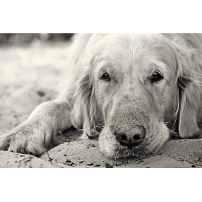 Chato Golden Retriever par Kosobu - photographie sur toile tendue