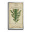 Linnaean Botany I - peinture sur toile encadrée-1974522357-1974522355