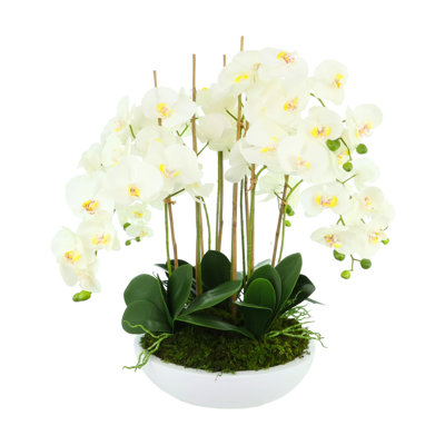 Orchid Floral Arrangement