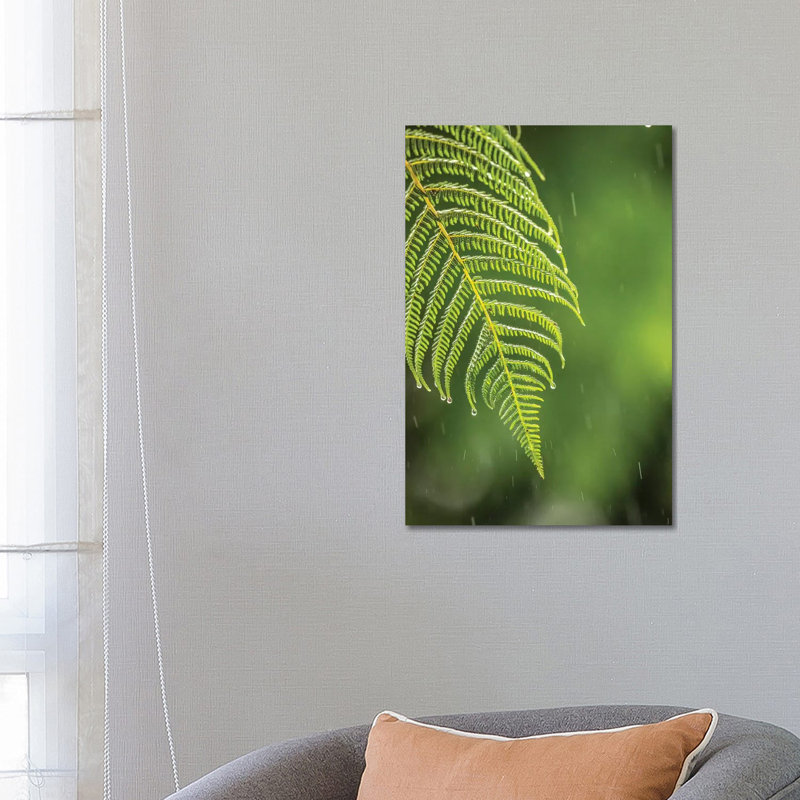 Costa Rica, Sarapique River Valley. Fern In Rain. by Jaynes Gallery - Wrapped Canvas Gallery-Wrapped Canvas Giclée