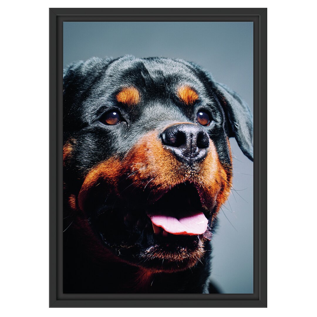 Gerahmtes Poster Treuer Rottweiler