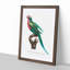 Red-Breasted Parakeet by F. Levaillant - Picture Frame Painting Print-55599012-55599013
