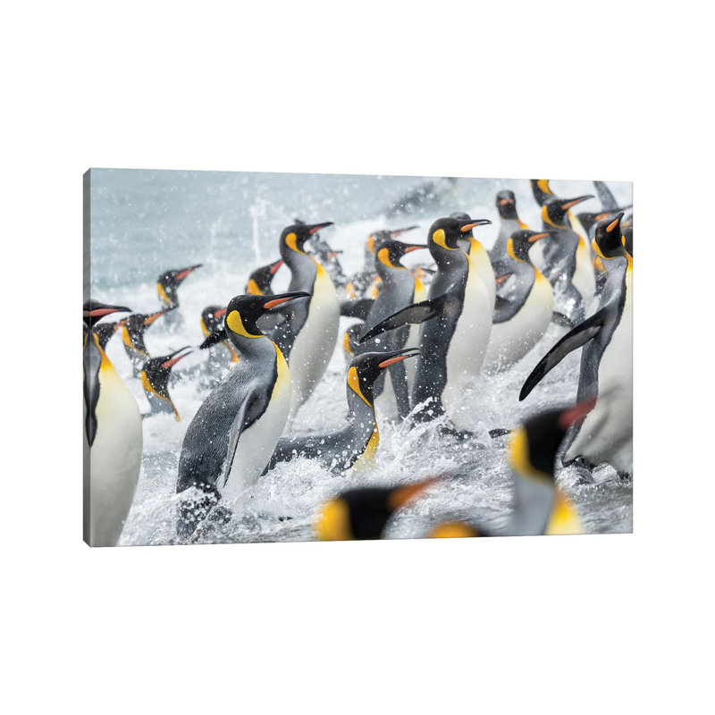 King Penguin Rookery on Salisbury Plain in the Bay of Isles. South Georgia Island 1 Piece Wrapped Canvas Wall Art