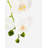 Functional Beauty Ceramic Realtouch Orchid