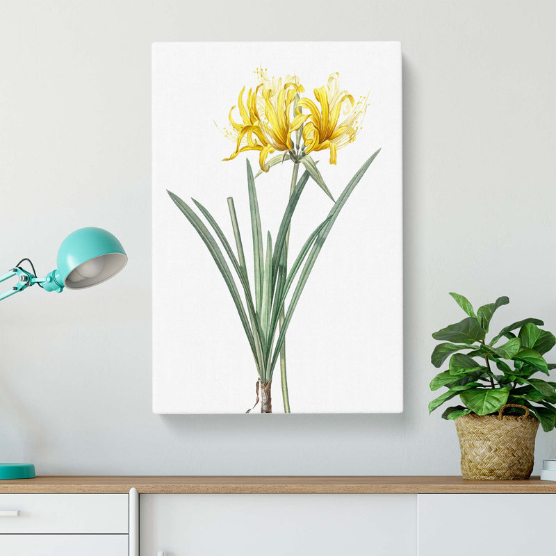 Golden Hurricane Lily by Pierre-Joseph Redoute - Wrapped Canvas, 50cm H x 35cm W x 3cm D