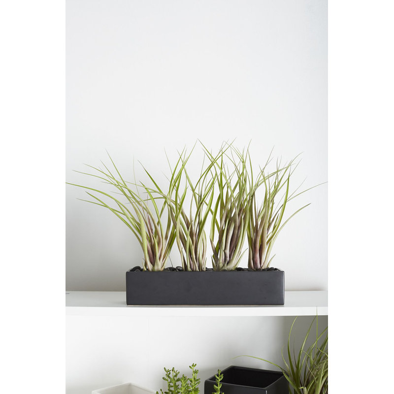 Sula Ceramic Pot Planter, Matte Black