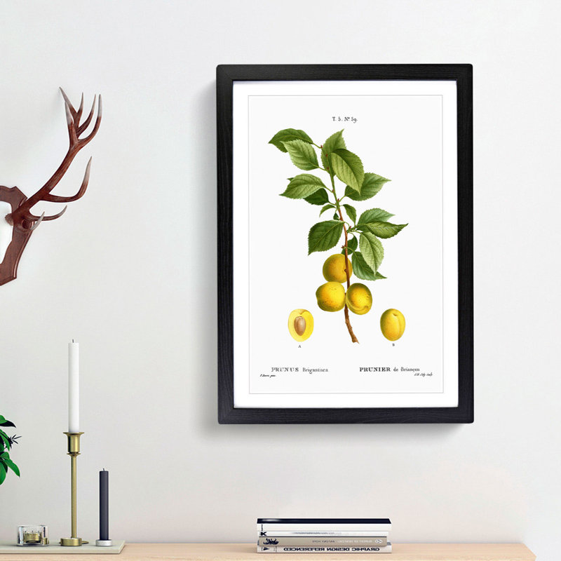 Apricot Tree Branch by Pierre-Joseph Redoute - Single Picture Frame Painting, Black Framed, 33cm H x 24cm W x 2cm D