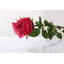 Large bud Rose-1641897127