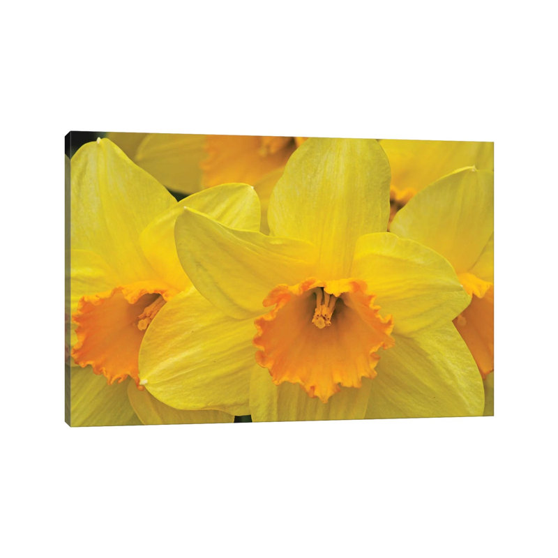 Daffodils 1 Piece Wrapped Canvas Wall Art, 45.72cm H x 66.04cm W x 1.91cm D
