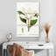 Harnek Magnolia du Sud-108649832