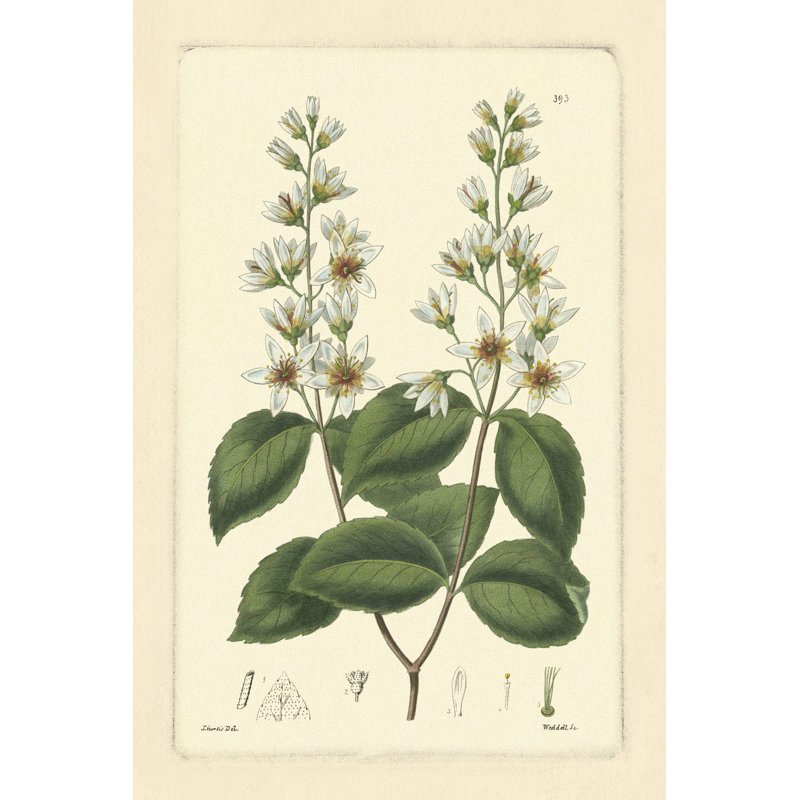 White Curtis Botanical II - Wrapped Canvas Print, 76cm H x 51cm W x 3.8cm D