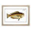 Green Parrot-Fish by M.E. Bloch - Picture Frame Painting Print-55609074-55609076