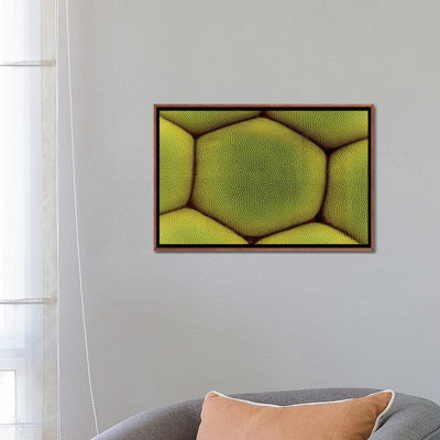 «Compound Eye of A Moth», reproduction d'art mural - toile encadrée