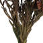 All Natural Plumosum Bundle,  Pre 8"-20" Plumosum Bundle, Preserved-1597968745
