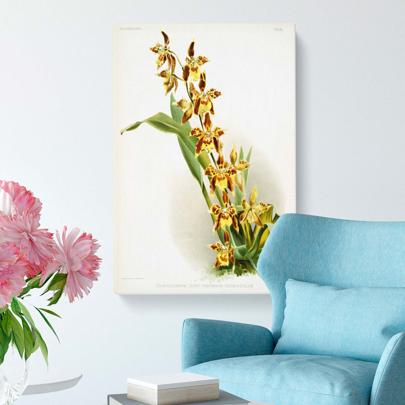Magnolia Flowers Illustration Tab.84 by Frederick Sander - Wrapped Canvas, 76cm H x 50cm W x 3cm D