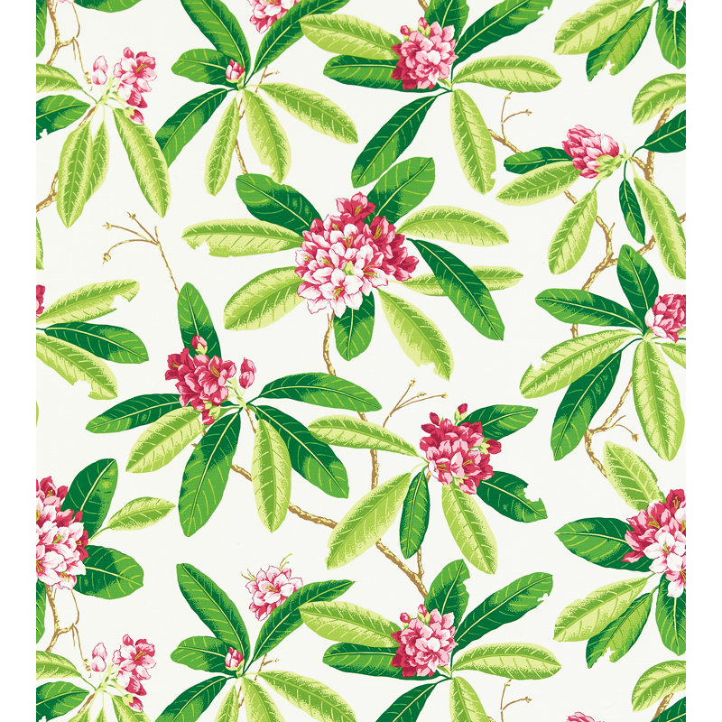 Rhododendron - extérieur, Fuchsia