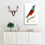 Superb Creeper Bird by George Shaw - Wrapped Canvas-55330784