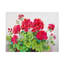 «Red Geraniums» par Joanne Porter, impression sur toile tendue-1063874306