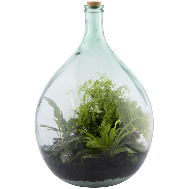 Westwood Terrarium Bottle 55 Litre Set