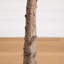 Arbre d'automne-1230477470