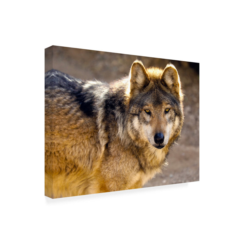 « Lobo Wolf » par Mitch Catanzaro-reproduction de photo sur toile tendue, H 18 po x l 24 po x P 2 po